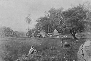 Campo di riso vicino a Gampola, c1890, 1910 da Alfred William Amandus Plate