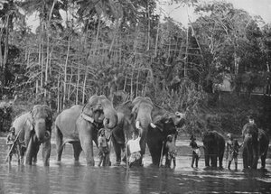 Elefanti sacri che si bagnano nel Mahaweli Ganga a Katugastota, c1890, 1910