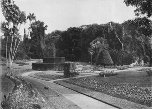 La felce, Giardini di Peradeniya, Ceylon, c1890 1910 da Alfred William Amandus Plate