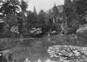 Lo stagno di loto, Giardini di Hakgalla, Nuwara Eliya, c1890 da Alfred William Amandus Plate