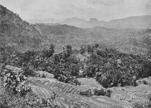 Vista del campo di riso dal Passo di Kadugannawa, c1890, 1910 da Alfred William Amandus Plate
