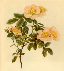 Rosa canina, c1890-1908, 1944