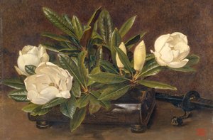 Magnolie