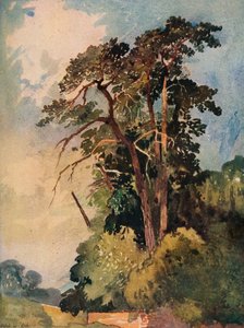 Studio di alberi, c1880 da Alfred William Rich