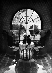 I misteriosi gatti neri da Ali Gulec