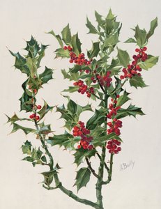 Agrifoglio, illustrazione da Encyclopédie Artistique et Documentaire de la Plante, pubblicato a Parigi, 1904-08