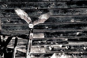 Airborne, dalla serie Barn Owl, 2018 (fotografia) da Alice Gur-Arie