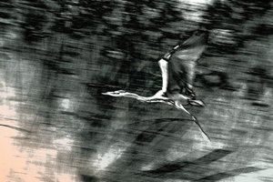 Volo dalla Terra Santa, 2015 (fotografia ridipinta a mano)