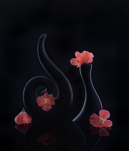  da Alice Sheng