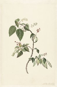 Nandina (Nandina domestica) da Alida Withoos