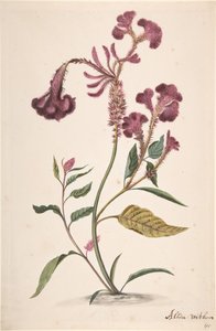 Studio di una Hanekam Celosia argentea, n.d. da Alida Withoos