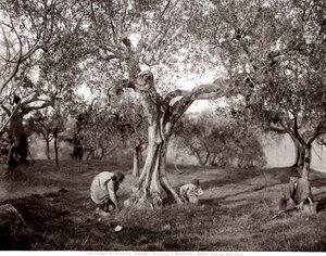 Bambini che raccolgono olive tra gli ulivi, su una collina a Santa Margherita a Montici, Firenze (foto in bianco e nero) da Fratelli Alinari