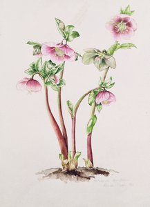 Rosa di Quaresima: Helleborus orientalis da Alison Cooper