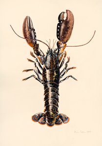 Aragosta di Solva