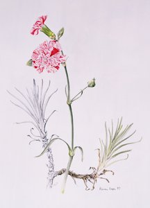 Vecchia varietà di Dianthus, 1997 da Alison Cooper