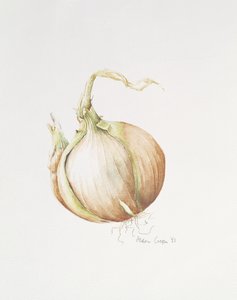 Studio di cipolla, 1993