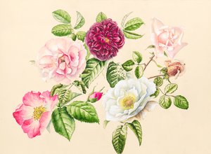 Rose dal giardino, 2020