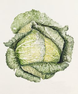 Cavolo verza da Alison Cooper