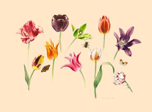 Tulipani primaverili e insetti da Alison Cooper