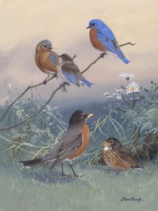 Bluebird, Robin di Allan Brooks