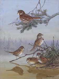 Sparrow di Allan Brooks