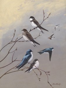 Rondine di Allan Brooks