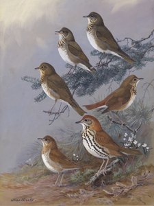 "Thrush" di Allan Brooks