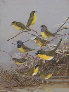Warblers 003 di Allan Brooks