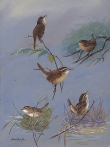 Wren di Allan Brooks