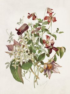 Clematide da Alois Lunzer