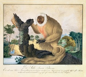 La scimmia Saki, 1835 da Aloys Zötl