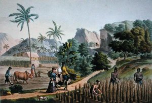 Isola di Guam: Lavori agricoli, da 