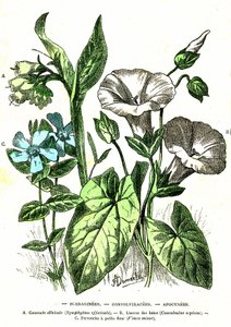Borraginacee, Convolvulacee, Apocinacee: Creazione naturale e esseri viventi. Disegno di A. Demarle. 1885 da Alphonse Demarle