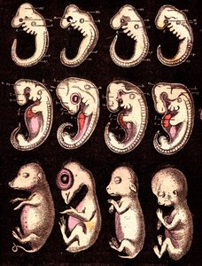 Embrioni comparati di 4 vertebrati: Da sinistra a destra: maiale, gallina, coniglio, uomo. Disegno di A. Demarle. 1885