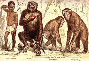 Evoluzione dei mammiferi al tipo umano: Creazione naturale ed esseri viventi (di Jules Rengade). Disegno di A. Demarle. 1885 da Alphonse Demarle
