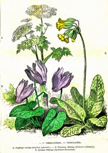 Ombellifere, Primulacee: Creazione Naturale e Esseri Viventi. Disegno di A. Demarle. 1885 da Alphonse Demarle