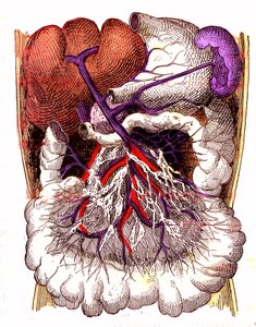 Organi di assorbimento intestinale - La vita normale e la salute di J. Rengade. Disegno di A. Demarle 1881 da Alphonse Demarle