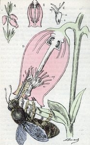 Impollinazione: un