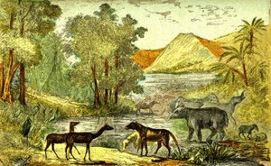 Preistoria - Periodo Eocene: Da destra a sinistra: Paloeotherium, Anoplotherium, Xiphodonts e gli uccelli Tantalus. Creazione naturale e esseri viventi. Disegno di A. Demarle. 1885