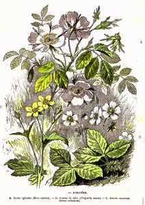 Rosacee - Creazione naturale ed esseri viventi: Disegno di A. Demarle. 1885 da Alphonse Demarle