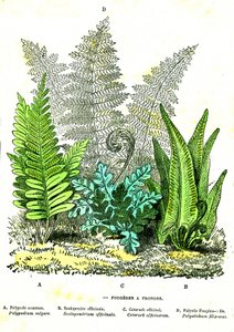 Fionda di Fougeres: Creazione naturale e esseri viventi. Disegno di A. Demarle. 1885