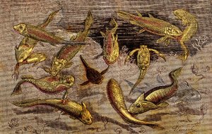 I tempi del Devoniano (Preistoria) Essere viventi: La lotta per l