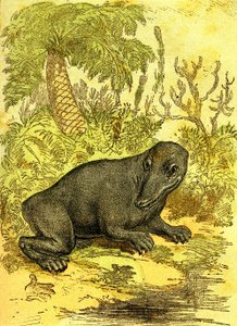 Il Labirintodonte (Amfibio): Anfibio del periodo carbonifero. Creazione naturale e esseri viventi. Disegno di A. Demarle 1885 da Alphonse Demarle