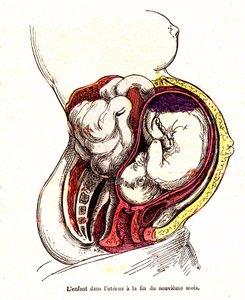 Il bambino nell