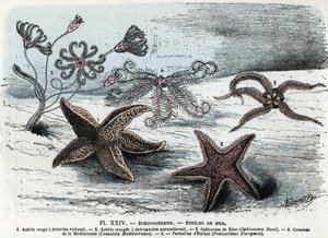 Tavola zoologica; echinodermi, stelle marine (asterie, ophiocoma, comatum e pentacrine) Incisione da 