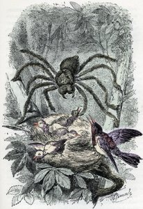 Tavola zoologica: aracnide, Avicularia sorprende un nido di uccelli. Incisione da 