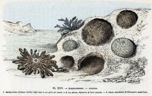 Tavola zoologica: echinodermi, ricci di mare Incisione da 