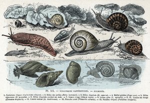Tavola zoologica; molluschi gasteropodi, polmoni (cyclostoma, elice dei giardini e dolore, lumaca rossa, lumaca grigia, limnea, planorb, paludina...) Incisione da 