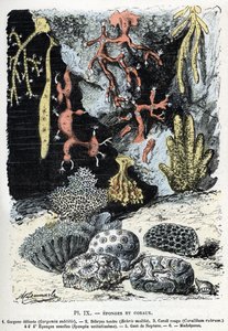 Tavola zoologica: spugne e coralli (gorgone, bebryce, corallo, spugne, guanto di Nettuno) Incisione da 
