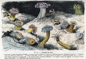 Tavola zoologica: anemoni di mare Incisione da 